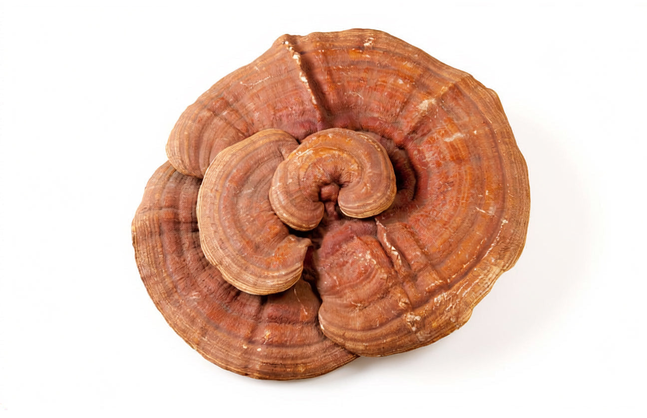 Ganoderma lucidum used in REISHI Lab.
