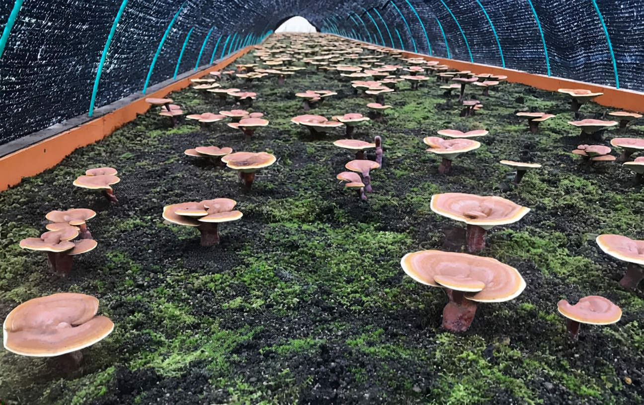 REISHI Lab. quality testing
